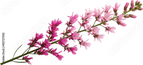 Vibrant pink flowers blooming on a slender green stem, showcasing delicate petals and natural beauty, isolated on a clean white background