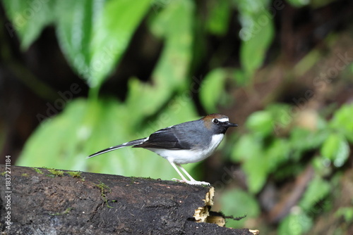 Sunda forktail (Enicurus velatus sumatranus) is a species of bird in the family Muscicapidae. This photo was taken in Sumatra, Indonesia