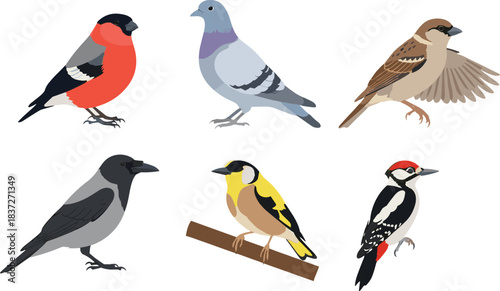 Colorful bird vector set with different wild birds perched standing flying flat illustration design