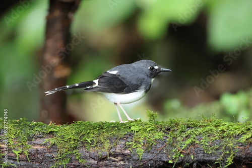 Sunda forktail (Enicurus velatus sumatranus) is a species of bird in the family Muscicapidae. This photo was taken in Sumatra, Indonesia
