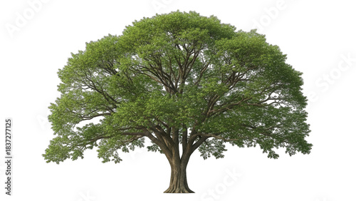 Large Tree with Green Leaves Isolated on White