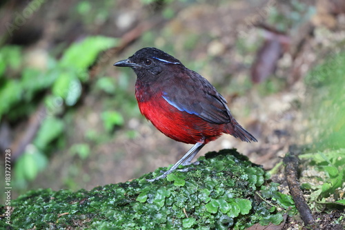 The graceful pitta (Erythropitta venusta) in Sumatra, Indonesia.