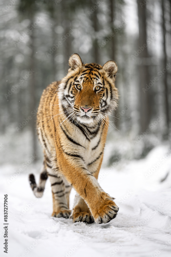 Obraz premium A tiger in the forest enjoys the fresh snow