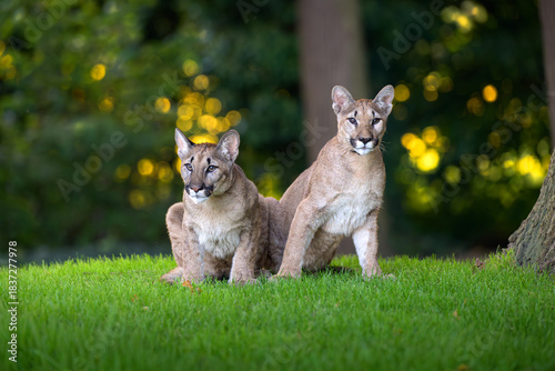 American cougar kitten playing in the meadow