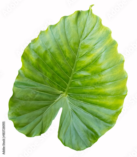close up of green leaf