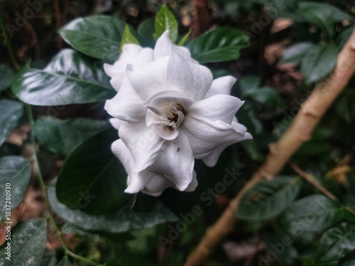 Double white gardenia bloom (Gardenia jasminoides) in lush green garden