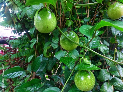 Green passion fruit (Passiflora edulis) in a tropical garden