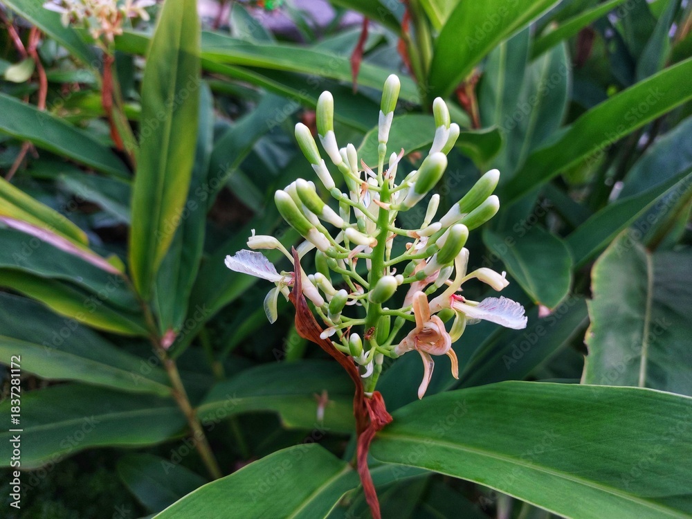 Obraz premium white galangal (alpinia galanga) flower buds among lush green leaves