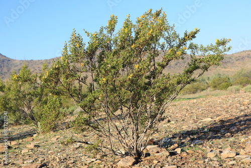 Blooming with yellow flowers Creosote Bush (Larrea tridentata) in its natural desert habitat in North Mountain Park desert preserve on a warm late Autumn morning, Phoenix, Arizona