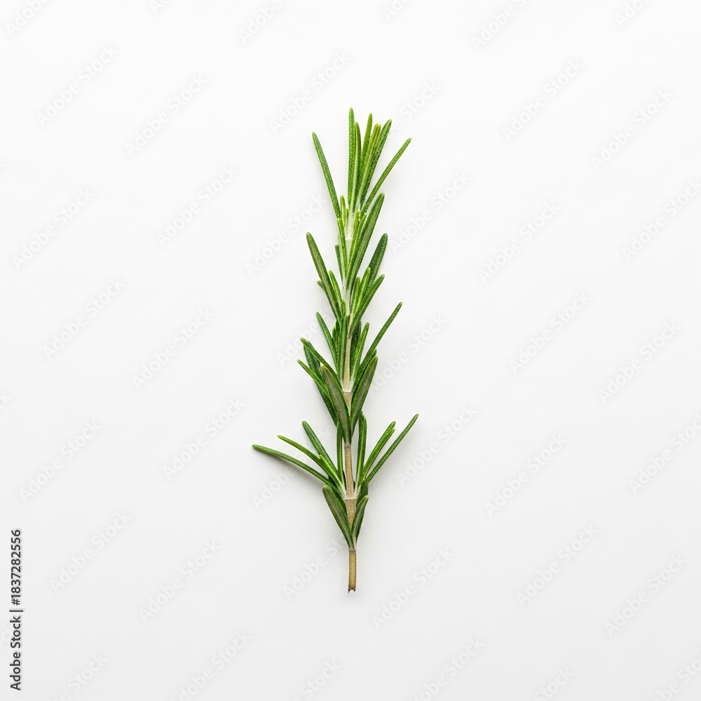 Naklejka premium Close-up of a single rosemary sprig on a plain white surface, representing culinary herbs, freshness and aromatic properties for cooking or seasoning