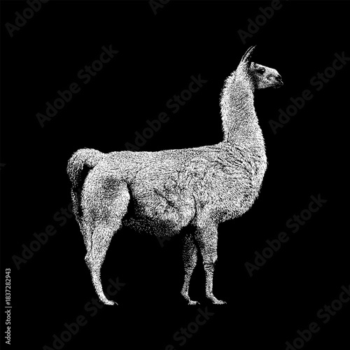 llama, showcasing its textured fur, graceful posture, and classic profile in a vintage engraved style.
