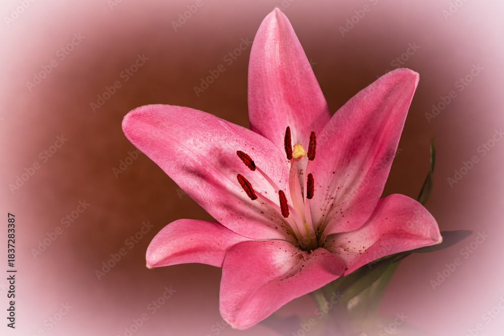 Fototapeta premium Beautiful pink lily flower with vignette.