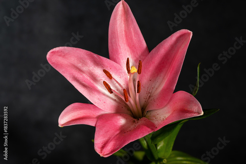 Beautiful pink lily flower, closeup.