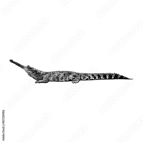 Rhamphosuchus, an extinct giant gharial-like crocodilian, depicted with its elongated snout, armored body, and powerful tail in a vintage engraving style.