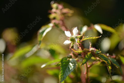 Foto Rubus sorbifolius spring bloom with soft white petals clustered above red thorne
