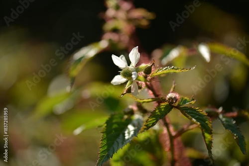 Foto Rubus sorbifolius spring bloom with soft white petals clustered above red thorne
