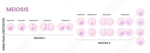 Vector illustration of Meiosis phases. Cell division	