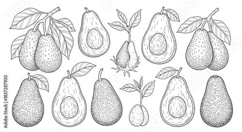 Large set of detailed avocado illustrations including whole fruits halves and sprouting seeds in a black and white engraving style.