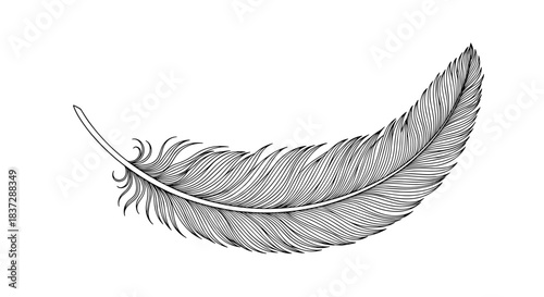 Single gracefully curved bird feather hand-drawn in a detailed black and white vintage engraving style isolated on a white background.