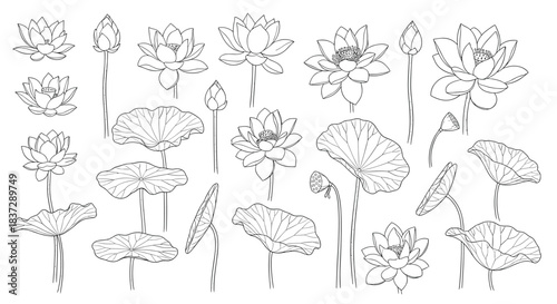 Collection of hand-drawn lotus flowers buds and leaves in a black and white line art style for botanical illustrations.