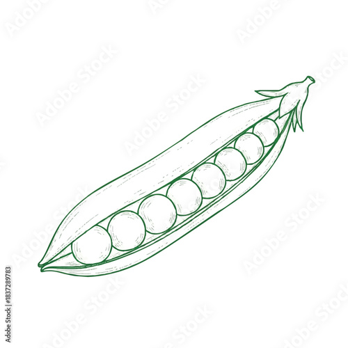 Green line drawing of a pea pod with seven peas on a white background.