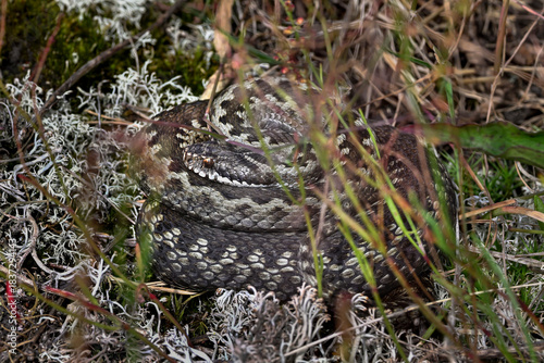 Common European viper