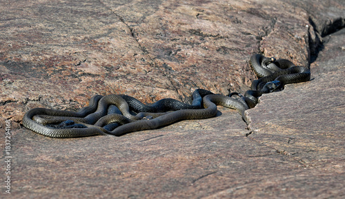 Group of Grass snakes are basking and warming up on the rock