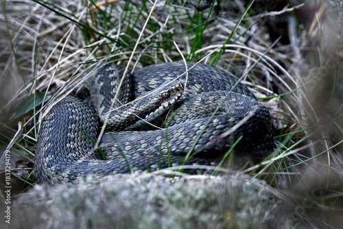 Common European viper