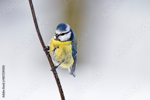 Eurasian blue tit in winter