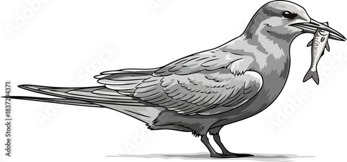 seabirds reward the unadorned essence of sustenance, captured in stark monochromatic lines, isolated on transparent background