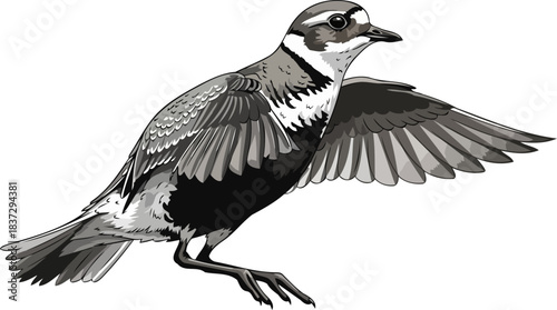 shadowed grace the silent ballet of a birds journey, rendered in monochrome, isolated on transparent background