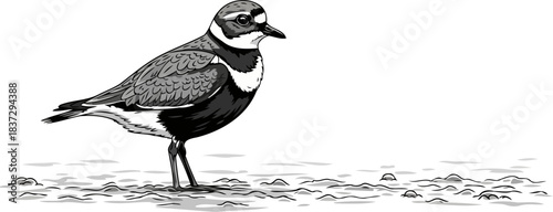 silent watcher monochromatic art capturing natures quiet elegance in coastal habitats, isolated on transparent background