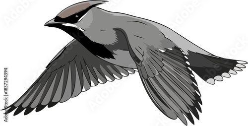 skyward grace art capturing avian flight in dynamic illustrative style, isolated on transparent background