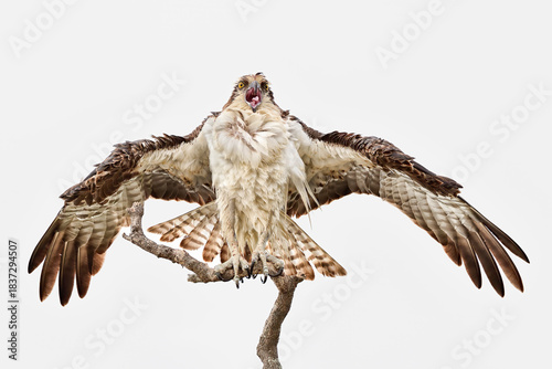 After taking a bath, Osprey is drying out its feathers.