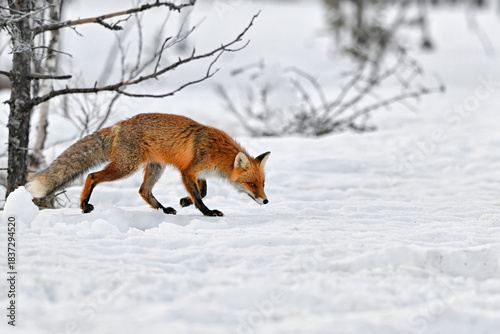 Red fox