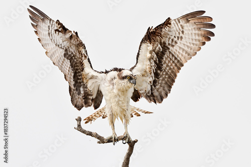 After taking a bath, Osprey is drying out its feathers.