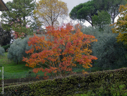 The beautiful colors of autumn in a park in La Spezia Italy