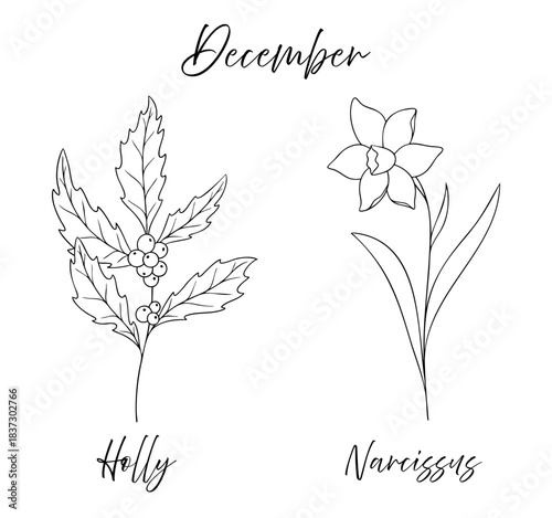 December birth flowers holly and narcissus, line art vector illustrations set, black and white botanical drawing. Elegant floral sketch, hand drawn monochrome flower design, tattoo style.