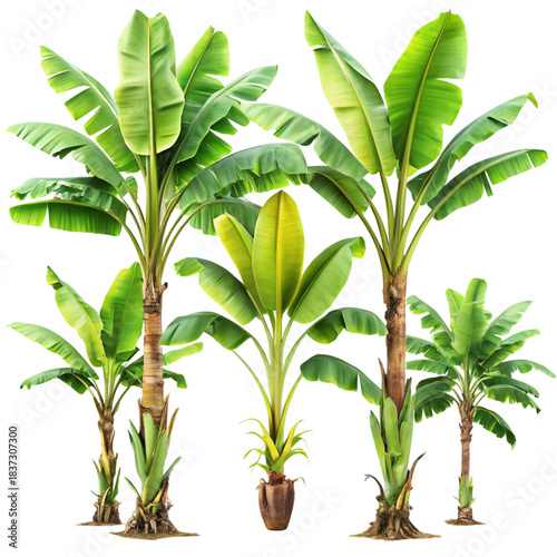Banana Tree Set Isolated on transparent background 
