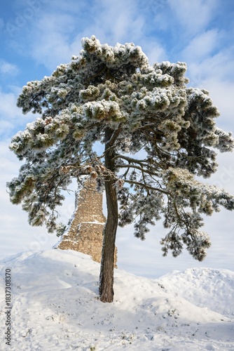 Stary Jicin castle ruins. Pine trees in the upper courtyard. Czech Republic.