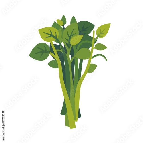 Fresh green water spinach morning glory, isolated flat style vector illustration