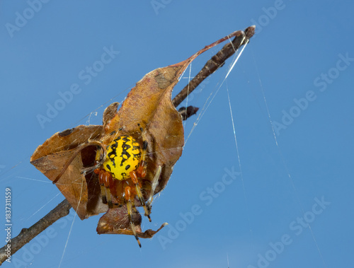 Marbled orbweaver spider (Araneus marmoreus) with clear blue sky in the background. She is concealed within a folded leaf secured with webbing. 