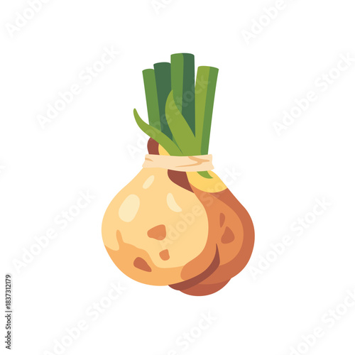 Fresh celeriac celery root bulb vegetable, isolated flat style vector illustration