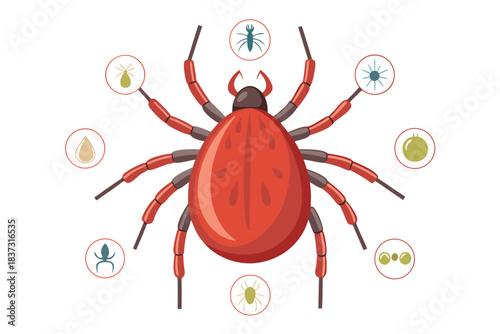High-quality illustration of a tick insect with realistic detail and color. This vector graphic shows the tick’s body structure, legs, and texture, perfect for educational, scientific, and medical pur