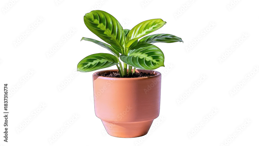 Fototapeta premium Maranta Leuconeura Plant in Terracotta Pot, Isolated