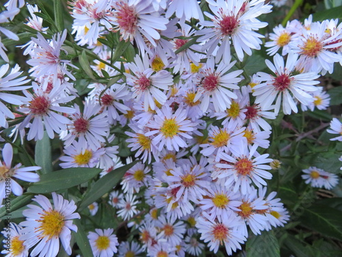 beautiful flowers in the garden, colorful aroma, bouquet, gift