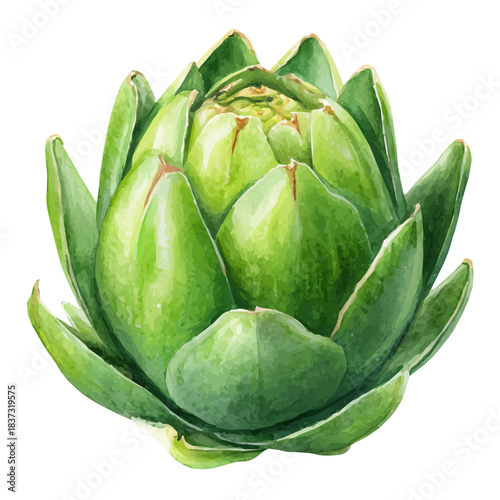 Watercolor vector illustration of Artichoke Agave, isolated on white background.