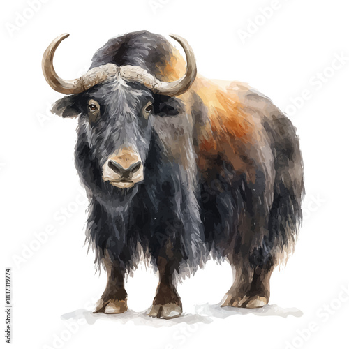 Watercolor painting of Yak, vector illustration, isolated on white background.