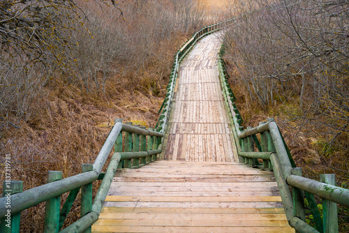 Winding Wooden Boardwalk Ascending Through a Barren Forest Landscape