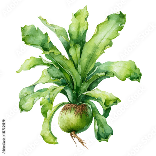 Staghorn Fern in watercolor style, vector illustration, isolated on white background.